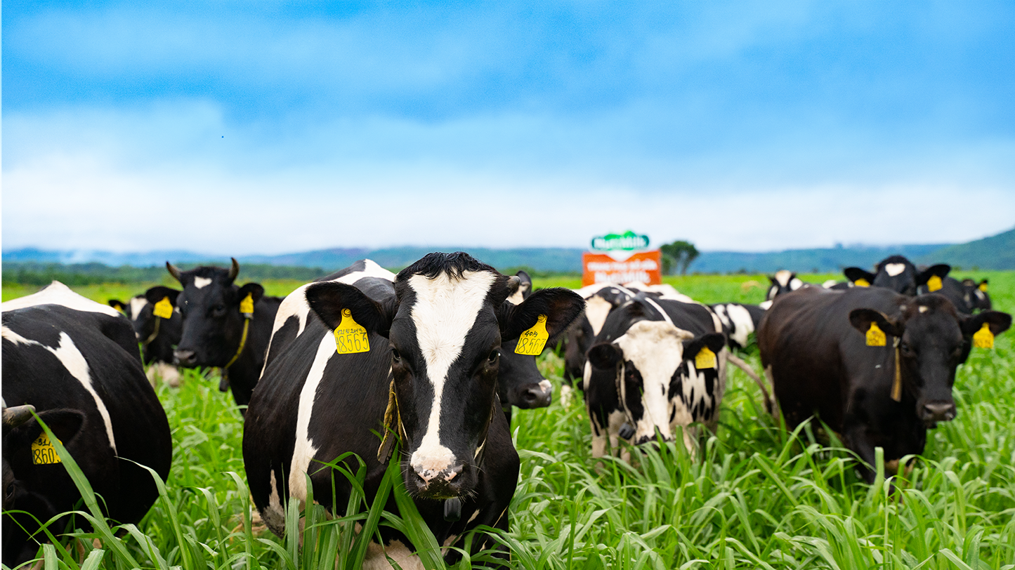 Good nutrition is the same to that of imported milk